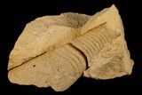 Ordovician, Oncoceratid (Tripteroceras) Fossil - Wisconsin #173938-1